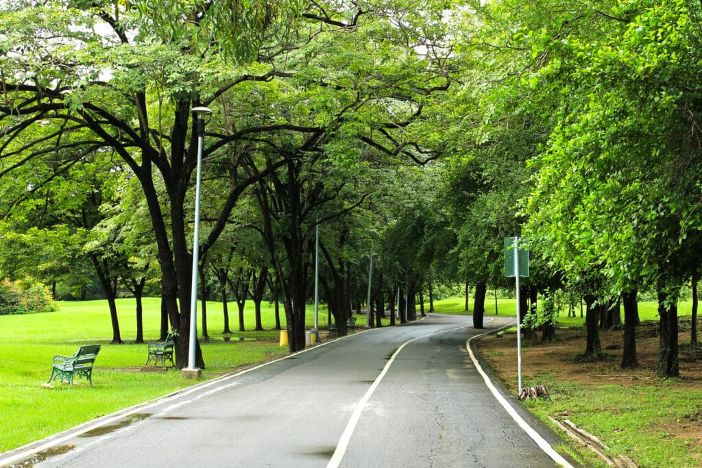 trees in urban spaces